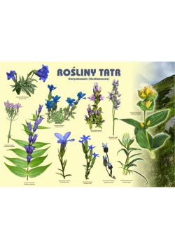 Tablica 100x72cm Rośliny Tatr. Goryczkowate