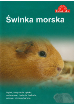Świnka morska