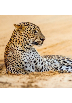 Karnet kwadrat z kopertą Leopard in sand