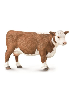 Krowa rasy Hereford