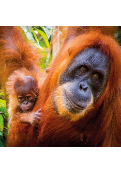 Karnet kwadrat z kopertą Sumatran Orangutan and Baby