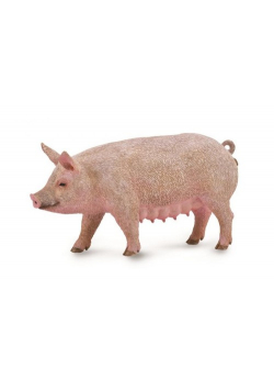 Maciora