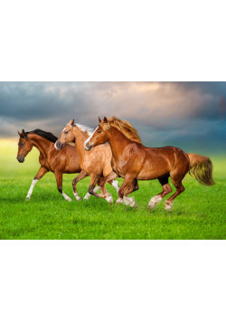 Puzzle 500 Horses in Spring Rush B-54084