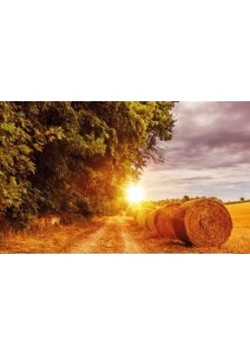 Kalendarz 2022 Trójdzielny Łany zbóż ANIEW