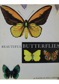 Beautiful butterfiles