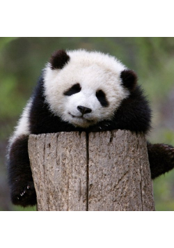 Karnet kwadrat z kopertą Giant Panda Baby