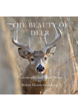 The Beauty of Deer