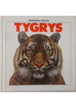 Tygrys