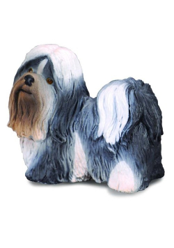 Pies rasy Shih Tzu