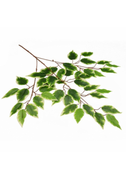 Gałązka benjamina cieniowana