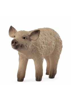 Prosię Mangalica