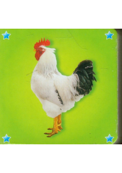 Kosteczka: Kogut