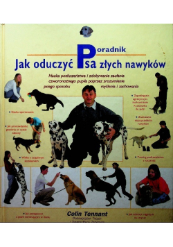 Jak oduczyć psa złych nawyków