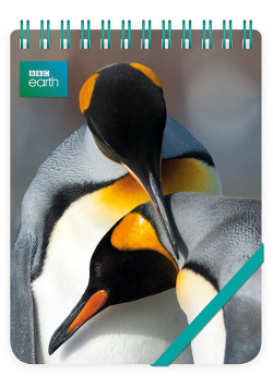 Kołonotes ozdobny King Penguins