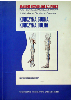 Kończyna górna Kończyna dolna