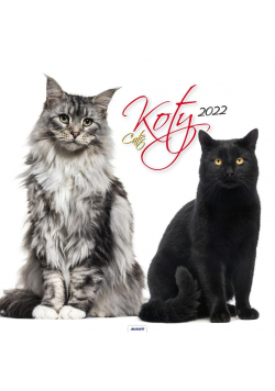 Kalendarz 2022 KD-21 Koty AVANTI