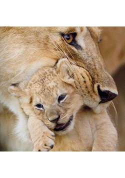 Karnet kwadrat z kopertą Lioness and cub