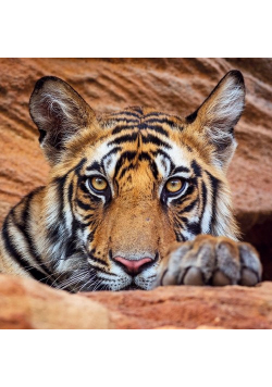 Karnet kwadrat z kopertą Tiger cub