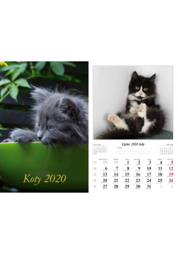 Kalendarz 2020 Koty 7 planszowy RADWAN