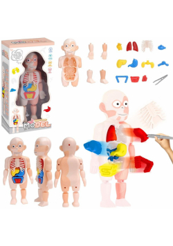 Model anatomiczny ciało człowieka