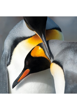 Karnet kwadrat z kopertą King Penguins