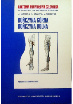 Kończyna górna Kończyna dolna