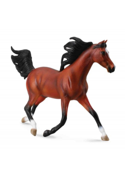 Koń arabski stallion bay