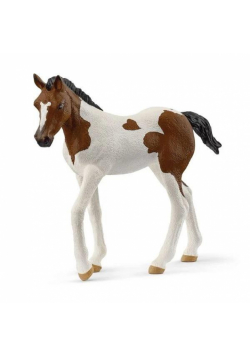 Źrebak rasy Paint Horse