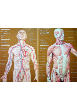 Human Anatomy 2 tomy