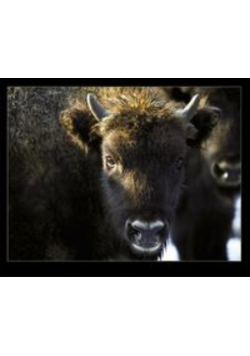 Żubr w Bieszczadach Wisent in Bieszczady Mountain