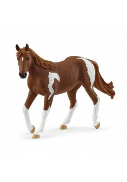 Klacz rasy Paint Horse