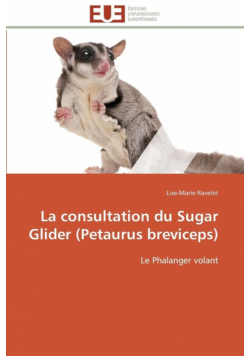 La consultation du sugar glider (petaurus breviceps)
