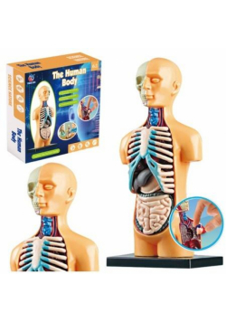 Model anatomiczny ciało ludzkie narządy
