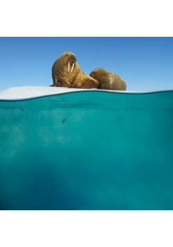 Karnet kwadrat z kopertą Walrus Mother and Calf
