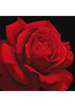 Malowanie po numerach - Czerwona róża 40x40cm