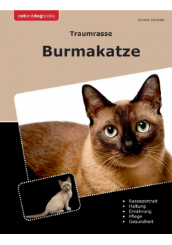 Traumrasse Burmakatze