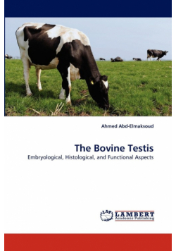The Bovine Testis