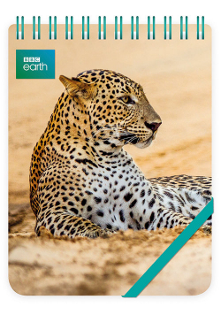 Kołonotes ozdobny Leopard in sand