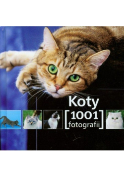 Koty 1001 fotografii