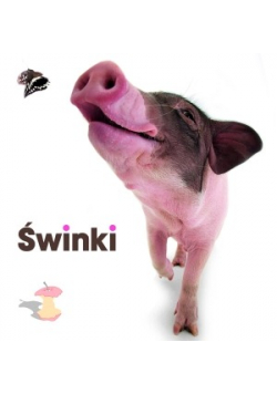 Świnki