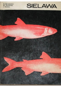 Sielawa