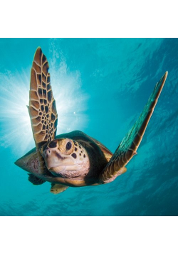 Karnet kwadrat z kopertą Green Turtle
