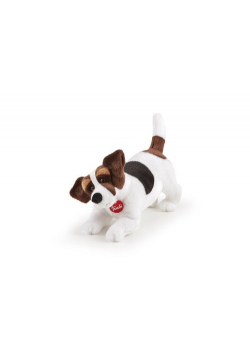 Jack Russel M