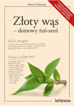 Złoty wąs - domowy żeń - szeń