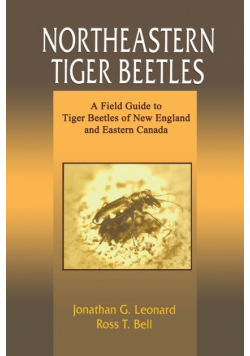 Northeastern Tiger Beetles
