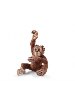 Orangutan młody