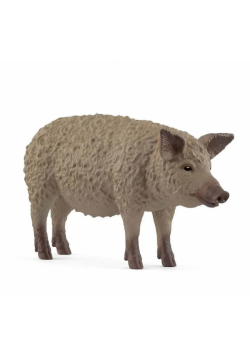 Świnia Mangalica