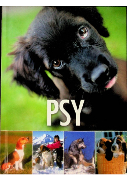 Psy