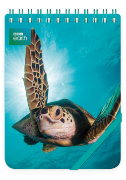Kołonotes ozdobny Green Turtle