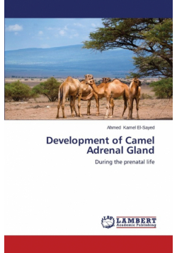 Development of Camel Adrenal Gland